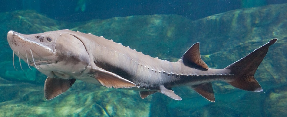 lake sturgeon