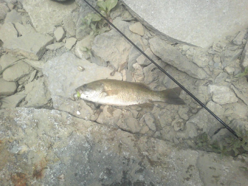 Banklick at Park near Newport