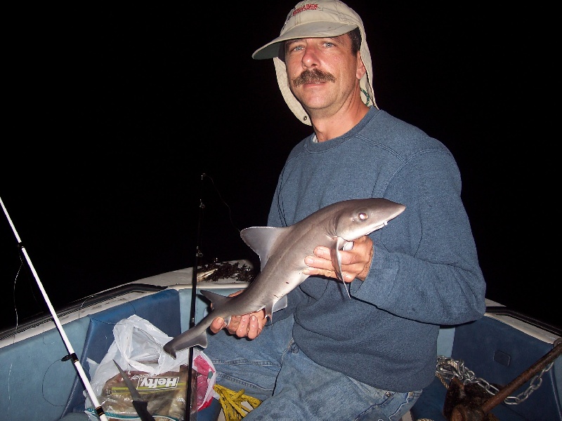 Sand shark/Dog Fish?